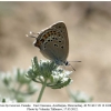 satyrium hyrcanicum altyagach female2